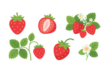 Fresh Strawberry Fruit and Blossom Set, Summer Red Berry Vector Illustration © bytaristudio
