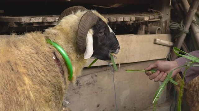Ram eating grass from hand inside wooden barn, close interaction between animal and caretaker, green collar visible, calm