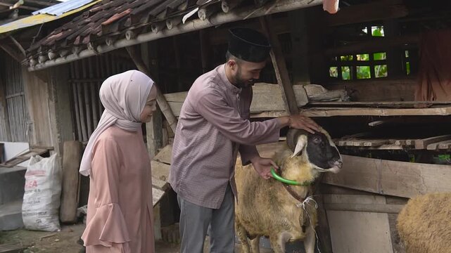 Young southeast asian couple with sheep at rustic village farm, man farmer showing sheep for sacrifice while woman in hijab showing thump up