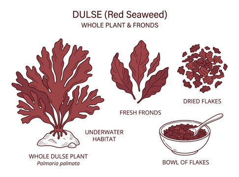 Dulse red seaweed plant, fronds, dried flakes, and bowl of flakes vector illustration.