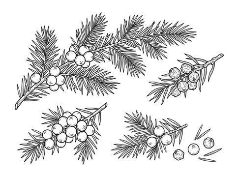 Juniper branches with berries and needles botanical vector illustration set.