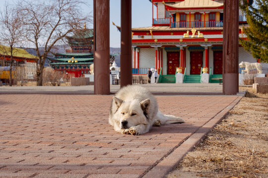 Sleepy dog in front of a Buddhist temple monastery protecting entrance 