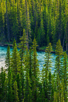 River, Banff National Park, Alberta, Canada