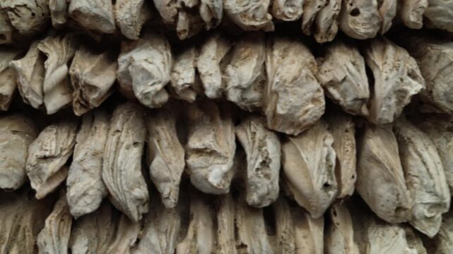 Traditional shell house wall made from oyster shells in rural village near Guangzhou China showcasing unique historical architecture and natural building materials texture