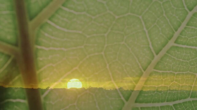 Large green leaf moving forward and revealing veins as sun rising and backlighting golden horizon