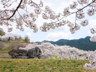 石舞台古墳と桜 © Fer-san