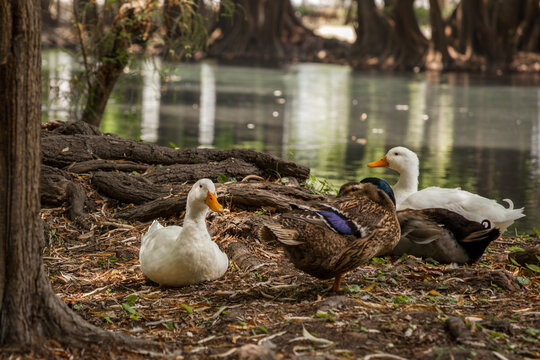 familia de patos adultos descansando y limpiando su pelaje a la orilla del lago 