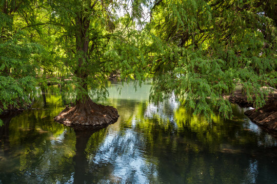 Arboles nacidos en el lago de camecuaro, rodeados de su hermosa agua color turqueza