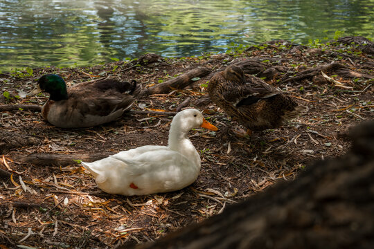 lindo pato blanco adulto, descansando a la orilla del lago 