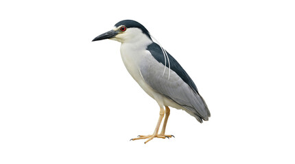 Fototapeta premium Elegant Black-crowned night heron with striking red eyes, standing calmly, side profile, isolated on isolated background.