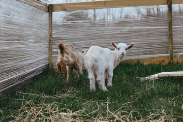 Naklejka premium Two goat kids in a sunlit farm pen stand on green grass beside a wooden fence, expressing curiosity and playfulness. A candid rural moment capturing livestock life and gentle farm atmosphere.