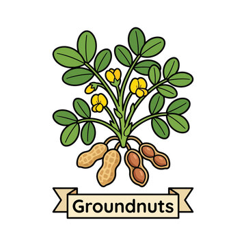 Detailed vector illustration of a groundnut or peanut plant showing leaves, yellow flowers, and peanuts both growing underground and exposed, ideal for educational agriculture concepts
