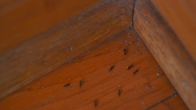 Line of ants moving along indoor floor near wall. Concept of pest infestation, insects in home