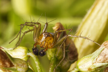 Striped lynx spider © luis sandoval