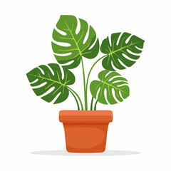 Fototapeta premium Monstera Deliciosa Plant in Terracotta Pot