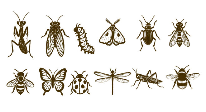 Summer Insects Hand Drawn Icon Vector Isolated