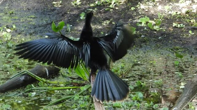 Anhinga sunning itself to dry its beautiful wings