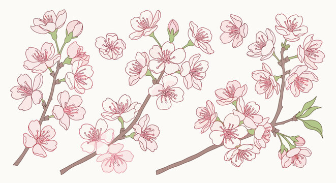 Pink Cherry Blossom Branches.