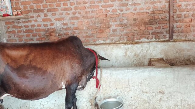 Brown Indian Cow Standing in a Traditional Brick Wall Shed - Domestic Cattle on Rural Farm