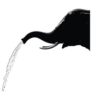 Elephant Trunk Water Spray.