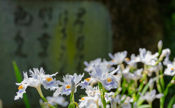 古道に咲く、歴史を語るかのようなシャガの花