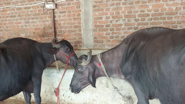 Two Black Domestic Buffaloes Standing Together in a Farm Shed - Indian Livestock and Dairy Farming