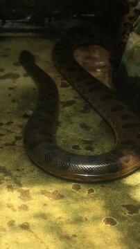 snake anaconda in water
