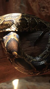 snake in the water