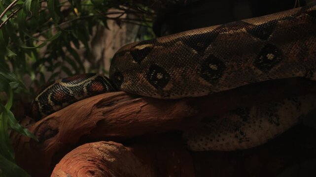 snake in the tree