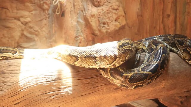 snake in the sand