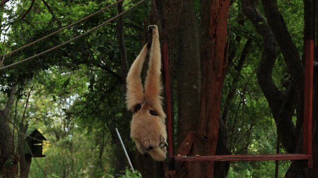 giraffe in the zoo
