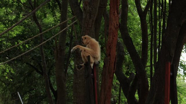Gibbon monkey on the tree 