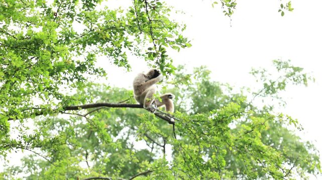 Gibbons live in the abundant trees of the forest. great horned owl