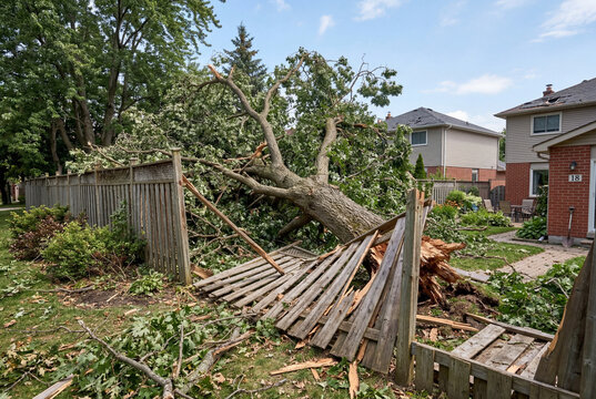 Large fallen tree crushing a wooden fence in a residential backyard after a severe storm