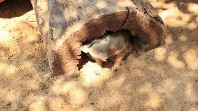 wild boar in zoo