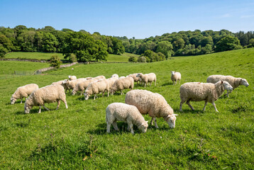Obraz premium Flock of sheep grazing peacefully on a lush green pasture under a clear blue sky in the countryside