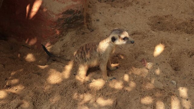 meerkat on guard