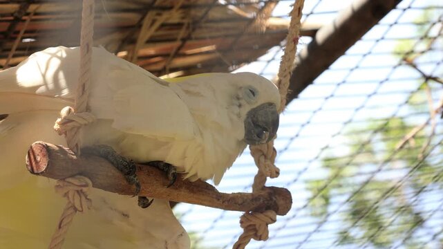 grey parrot in cage