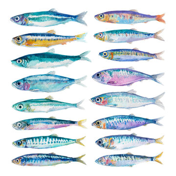 Watercolor animal - Sardine animal illustration isolated on transparent. png file for art work. 