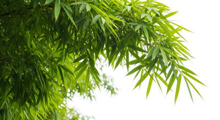 Fototapeta premium Green bamboo leaves on white background