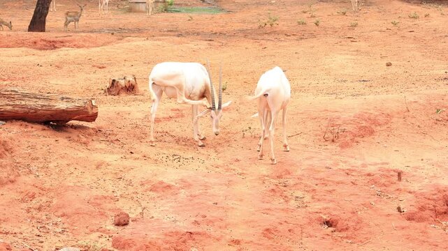 greater kudu antelope
