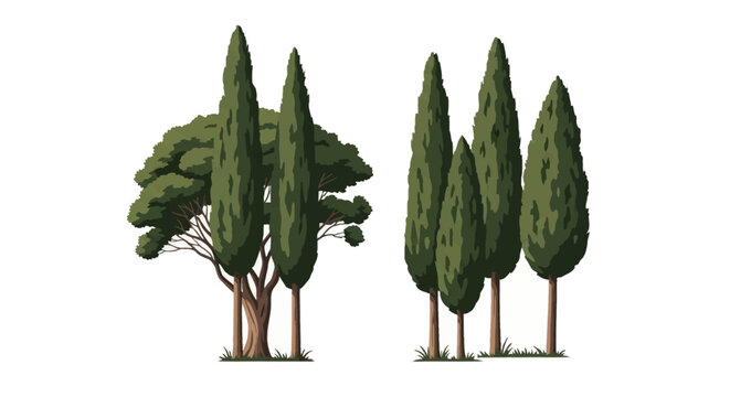 Flat vector illustration of several tall slender Mediterranean cypress trees and one broad-canopy deciduous style tree isolated on a white background for landscape design elements.