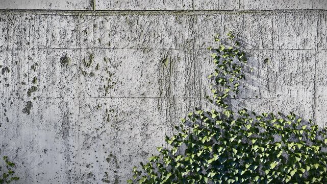 3D Old Weathered Concrete Wall Covered with Creeper Swaying in Wind, Grunge Nature Background 4K