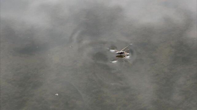 water strider on the water, part 1