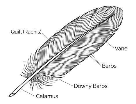 Detailed vector illustration of a single bird feather with labeled parts, isolated.