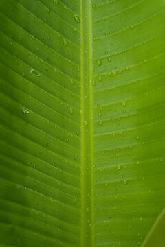 Close-Up of Green Banana Leaf Texture with Raindrops and Veins