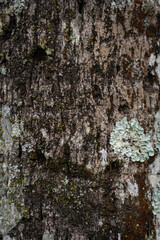 Fototapeta premium Rough Textured Tree Bark with Diverse Lichen and Moss Growth