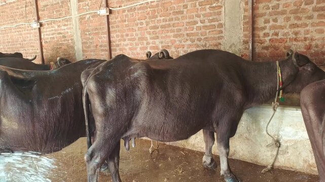 Cleaning and Washing Domestic Buffalo with Water Stream in a Modern Dairy Farm Shed