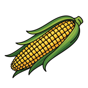 Vector corn on the cob, yellow maize, green husk, food illustration, agriculture icon
