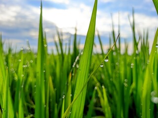 Obraz premium green grass on blue sky in farm